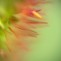 Abstract Flower Macro