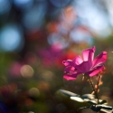 Flower with bokeh