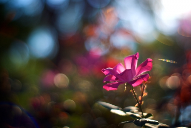 Flower with bokeh