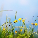 Flowers by the pond