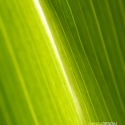 Green light