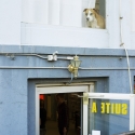 Dog in window