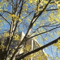 Yellow leaves